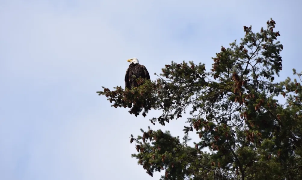 Bald eagle at Madrona Beach