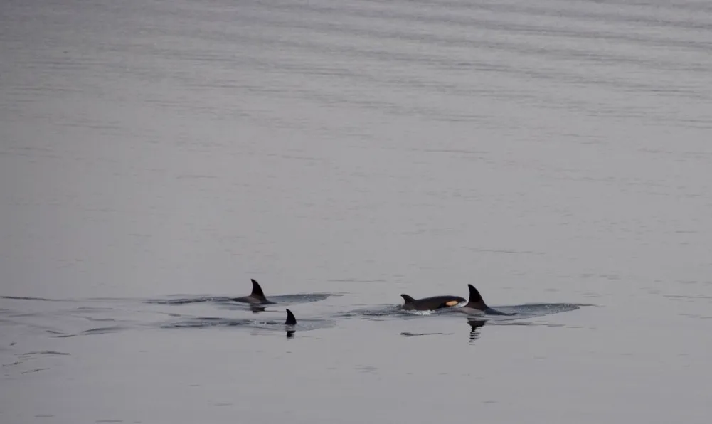 Orcas passing Madrona Beach